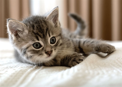 Barneteppe - Kattunge - 100x140 cm - Mykt og deilig fleeceteppe - Borg Living