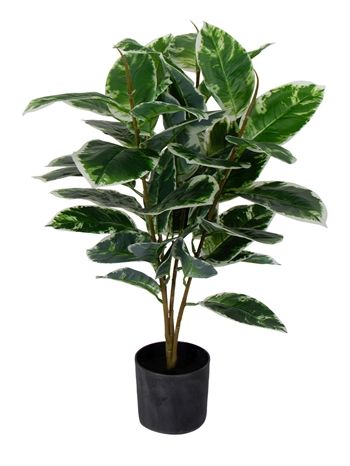 Kunstgummitre - Høyde 70 cm - Spraglete blader - Vedlikeholdsfri plante