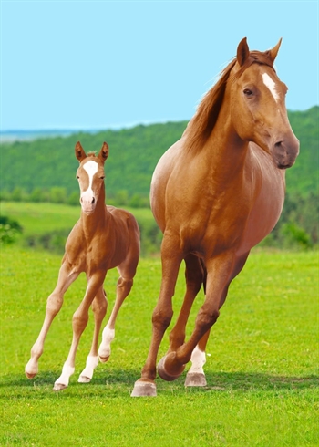 Fleece teppe - Horse with foal - 100x140 cm