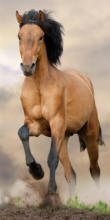 Badehåndkle - Galopperende brun hest - 70x140cm – Lekker og myk kvalitet
