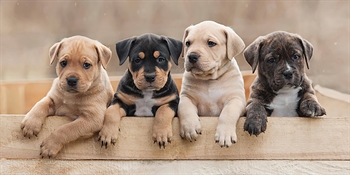 Badehåndkle - Hunder valper - 70x140cm – Lekker og myk kvalitet